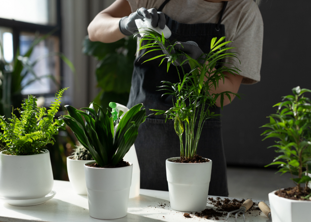 Wipe down plants to keep dust away